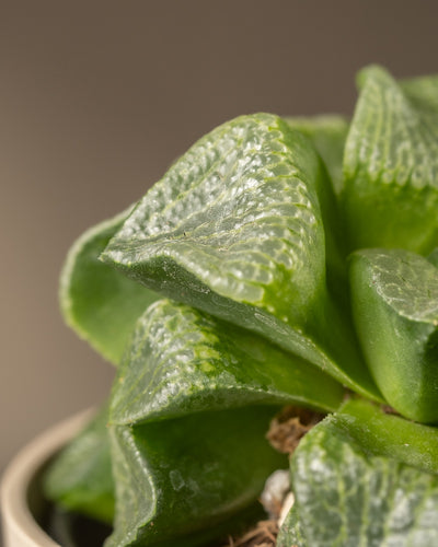 Nahaufnahme einer Haworthia retusa in limitierter Auflage in einem Topf, die ihre fleischigen grünen Blätter mit durchscheinenden, strukturierten Spitzen zeigt. Der weiche, unscharfe braune Hintergrund hebt diese einzigartige Fenstersukkulente hervor.