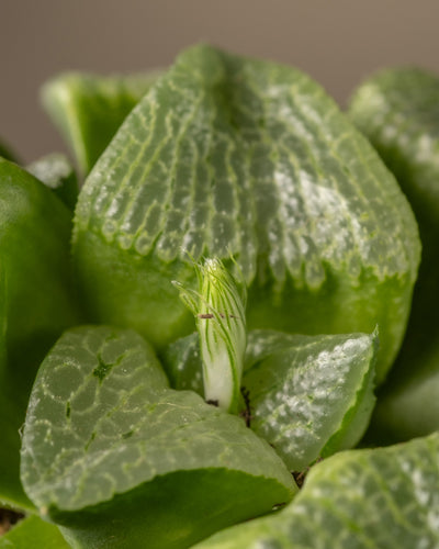 Nahaufnahme einer Haworthia retusa in limitierter Auflage mit fleischigen, strukturierten Blättern mit einem frischen hellgrünen Spross und leuchtenden Blättern mit einem einzigartigen durchscheinenden Muster.