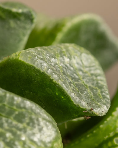 Eine Nahaufnahme eines Haworthia retusa-Blattes offenbart seine wachsartige, strukturierte Oberfläche und sein leicht gebogenes, fleischiges Aussehen mit einzigartigen natürlichen Mustern. Andere Blätter verschwimmen im Hintergrund und heben diese Fenstersukkulente als ein Stück Naturkunst in limitierter Auflage hervor.