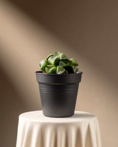 Eine limitierte Auflage einer Haworthia retusa in einem schwarzen Topf schmückt einen runden, cremefarbenen Tisch mit Tischdecke. Weiches Tageslicht von links hebt die Pflanze hervor und erzeugt sanfte Schatten vor dem beigen Hintergrund.