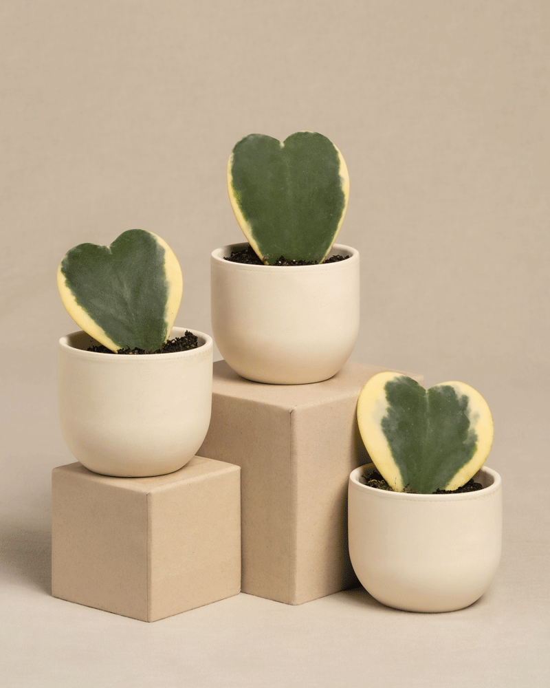 Das Herzblatt-Trio panaschiert präsentiert drei Hoya kerrii variegata in weißen Töpfen. Diese 10 cm großen herzförmigen Sukkulenten haben eine grüne Mitte mit gelben Rändern und sind elegant auf zwei beigen geometrischen Blöcken auf einem neutralen Hintergrund platziert.