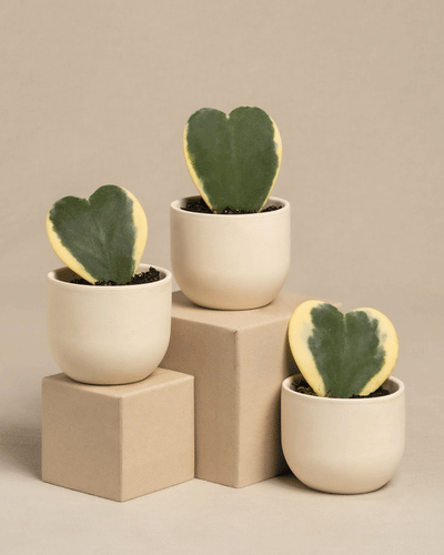 Das Herzblatt-Trio panaschiert präsentiert drei Hoya kerrii variegata in weißen Töpfen. Diese 10 cm großen herzförmigen Sukkulenten haben eine grüne Mitte mit gelben Rändern und sind elegant auf zwei beigen geometrischen Blöcken auf einem neutralen Hintergrund platziert.