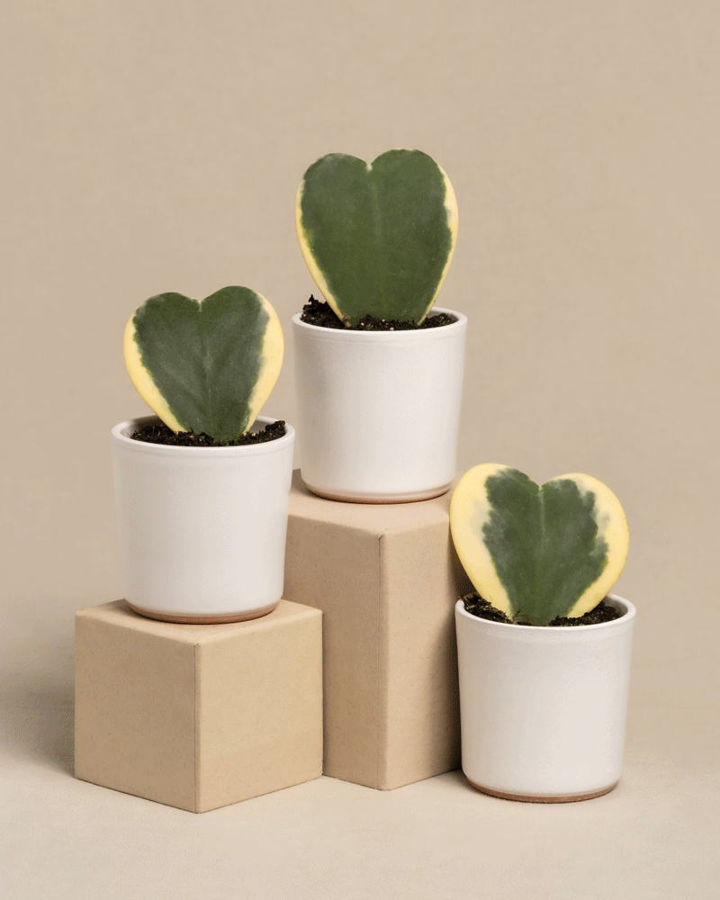 Das Herzblatt-Trio panaschiert umfasst drei herzförmige Hoya kerrii variegata Sukkulenten mit grüner Mitte und gelben Rändern, in weißen Töpfen auf beigen Blöcken. Diese bezaubernden Pflanzen haben eine Pflanzenhöhe von 10 cm vor einem neutralen Hintergrund.