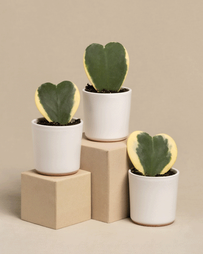 Das Herzblatt-Trio panaschiert umfasst drei herzförmige Hoya kerrii variegata Sukkulenten mit grüner Mitte und gelben Rändern, in weißen Töpfen auf beigen Blöcken. Diese bezaubernden Pflanzen haben eine Pflanzenhöhe von 10 cm vor einem neutralen Hintergrund.