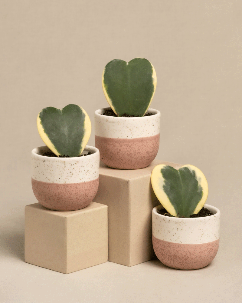 Das Herzblatt-Trio panaschiert präsentiert drei Hoya kerrii variegata-Pflanzen in rosa und cremefarbenen Töpfen vor einem neutralen Hintergrund. Zwei Pflanzen stehen auf Kartons, um einen dynamischen Höhenkontrast zu erzeugen. Jede 10 cm große Pflanze hat Blätter mit grüner Mitte und gelben Rändern.