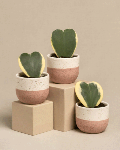 Das Herzblatt-Trio panaschiert präsentiert drei Hoya kerrii variegata-Pflanzen in rosa und cremefarbenen Töpfen vor einem neutralen Hintergrund. Zwei Pflanzen stehen auf Kartons, um einen dynamischen Höhenkontrast zu erzeugen. Jede 10 cm große Pflanze hat Blätter mit grüner Mitte und gelben Rändern.