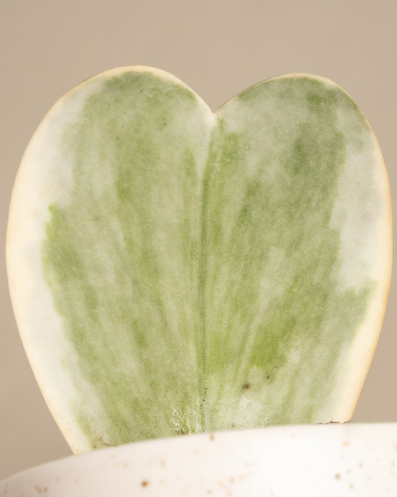 Eine Nahaufnahme eines herzförmigen Hoya kerrii variegata-Blattes, das aus einem weiß gesprenkelten Topf mit einem Farbverlauf aus Grüntönen und einem cremefarbenen Rand herausragt, hebt die reizvollen Merkmale des 10 cm hohen Herzblatt-Trios panaschiert vor einem neutralen Hintergrund hervor.