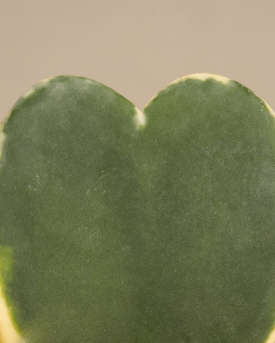 Ein grünes, herzförmiges Hoya kerrii variegata-Blatt mit gelblichen Rändern hebt sich von einem beigen Hintergrund ab. Diese bezaubernde Pflanze ist perfekt für Ihr Herzblatt-Trio panaschiert und erreicht eine Höhe von 10 cm.