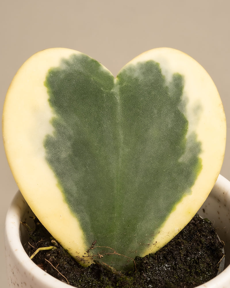 Das Herzblatt-Trio panaschiert besteht aus einem herzförmigen Hoya kerrii variegata-Blatt mit grüner Mitte und cremegelben Rändern in einem kleinen weißen Topf. Mit einer Höhe von 10 cm hebt es sich anmutig vom neutralen Hintergrund ab und zeigt sein einzigartiges Muster und seinen Charme.