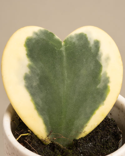 Das Herzblatt-Trio panaschiert besteht aus einem herzförmigen Hoya kerrii variegata-Blatt mit grüner Mitte und cremegelben Rändern in einem kleinen weißen Topf. Mit einer Höhe von 10 cm hebt es sich anmutig vom neutralen Hintergrund ab und zeigt sein einzigartiges Muster und seinen Charme.