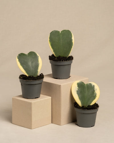 Das Herzblatt-Trio panaschiert präsentiert drei herzförmige, bunte Hoya kerrii-Sukkulenten mit grüner Mitte und cremegelbem Rand, jeweils 10 cm groß, elegant in kleinen Töpfen auf Kartons vor einem beigen Hintergrund arrangiert.