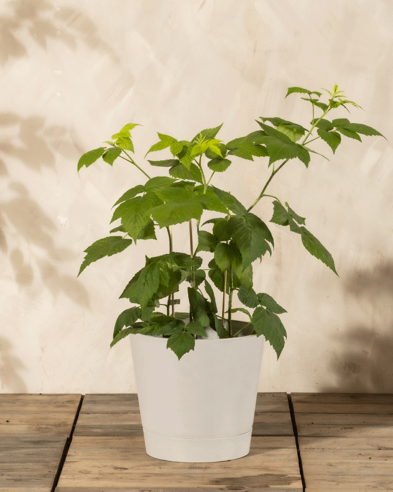 Das Himbeere Trio zeigt eine üppige Rubus idaeus-Pflanze mit mehreren Stämmen in einem weißen Topf, der auf Holz vor einer beigen Wand steht - ideal für die Selbstversorgung und den Genuss der eigenen frischen Himbeerernte zu Hause.