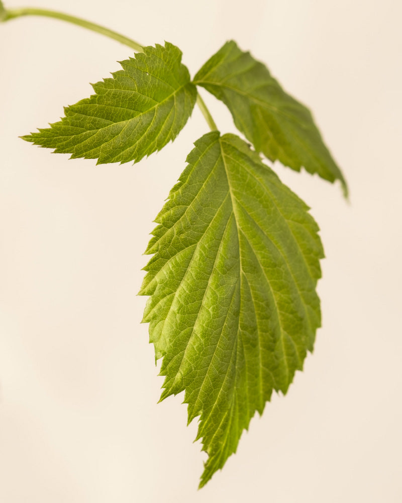 Detailaufnahmen von Himbeere Trio