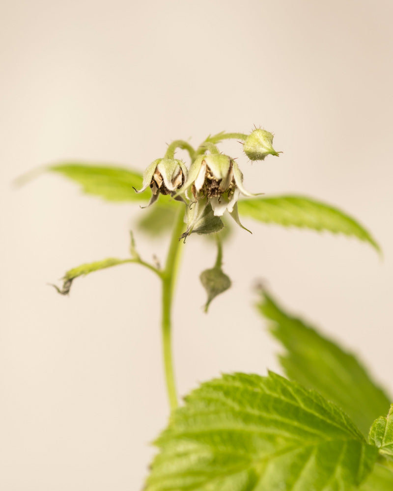 Detailaufnahmen von Himbeere Trio