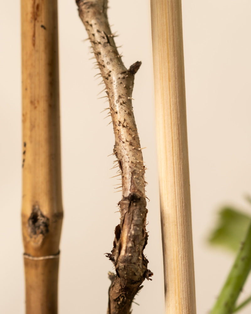 Ein dorniger Rubus idaeus-Stamm aus dem Himbeere-Trio ruht zwischen zwei glatten Bambusstäben in einem Garten. Der Kontrast zwischen strukturierten Dornen und hellen Stäben ist beeindruckend, und ein Hauch von grünem Blatt verleiht dieser Vignette Leben.