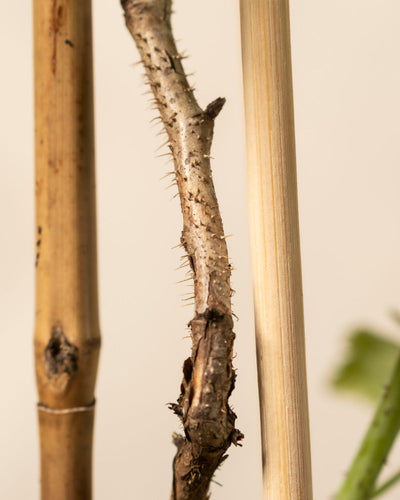 Ein dorniger Rubus idaeus-Stamm aus dem Himbeere-Trio ruht zwischen zwei glatten Bambusstäben in einem Garten. Der Kontrast zwischen strukturierten Dornen und hellen Stäben ist beeindruckend, und ein Hauch von grünem Blatt verleiht dieser Vignette Leben.