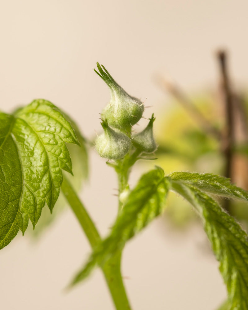 Detailaufnahmen von Himbeere Trio