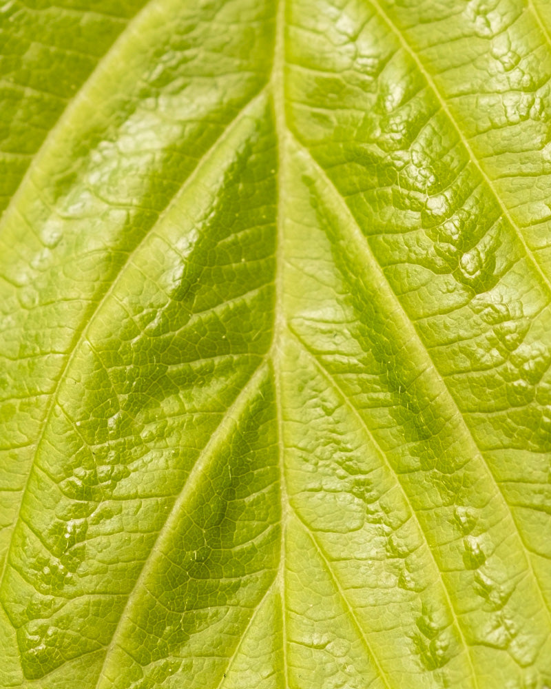 Detailaufnahmen von Himbeere Trio