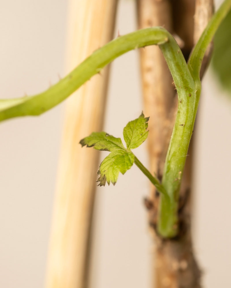 Detailaufnahmen von Himbeere Trio