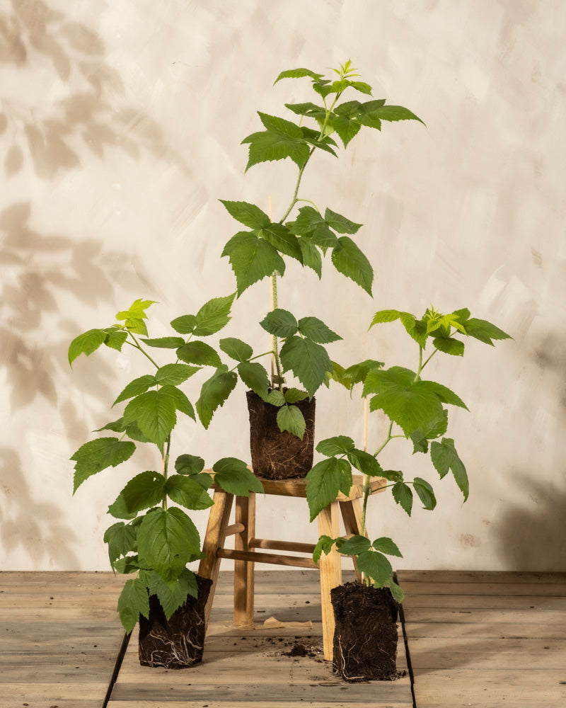 Das Himbeere Trio - drei junge Rubus idaeus-Pflanzen mit freiliegenden Wurzeln - ruht auf und um einen kleinen Holzhocker an einer hellen, strukturierten Wand und wirft weiche Schatten; ideal für die Selbstversorgung in jeder Wohnung.