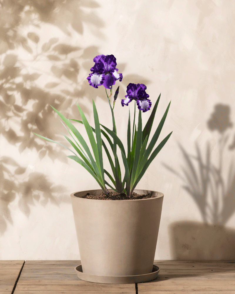 Ein beiger Keramiktopf trägt eine hohe Pflanze mit zwei eleganten violetten und weißen Irisblüten (weiß-violett) auf einer Holzoberfläche. Zarte Blätter ragen nach oben und werfen sanfte Schatten auf eine helle Wand – eine perfekte Kulisse für die Deutsche Schwertlilie.