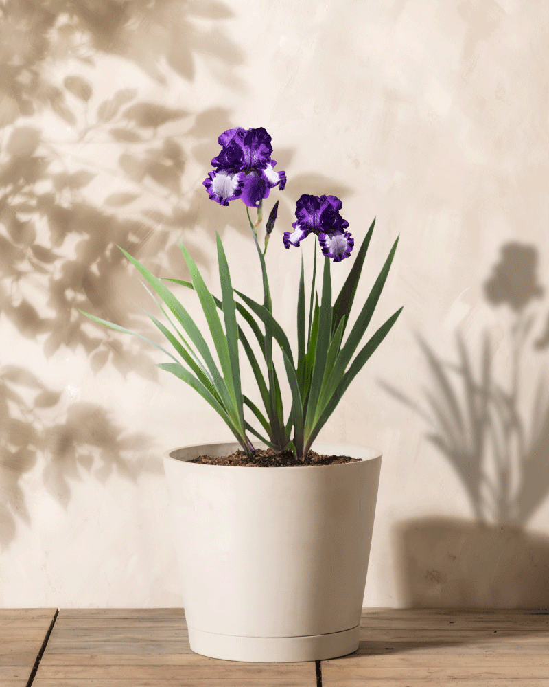 Eine Topf-Iris (weiß-violett) mit leuchtend violetten Blüten und langen grünen Blättern steht auf einer Holzoberfläche vor einem hellbeigen Hintergrund, wirft zarte Schatten an die Wand und zeigt die Eleganz dieser Blüten.