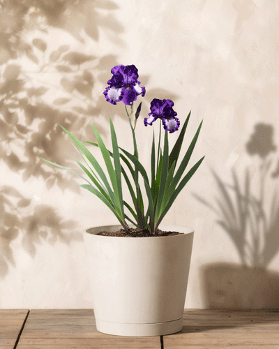 Eine Topf-Iris (weiß-violett) mit leuchtend violetten Blüten und langen grünen Blättern steht auf einer Holzoberfläche vor einem hellbeigen Hintergrund, wirft zarte Schatten an die Wand und zeigt die Eleganz dieser Blüten.