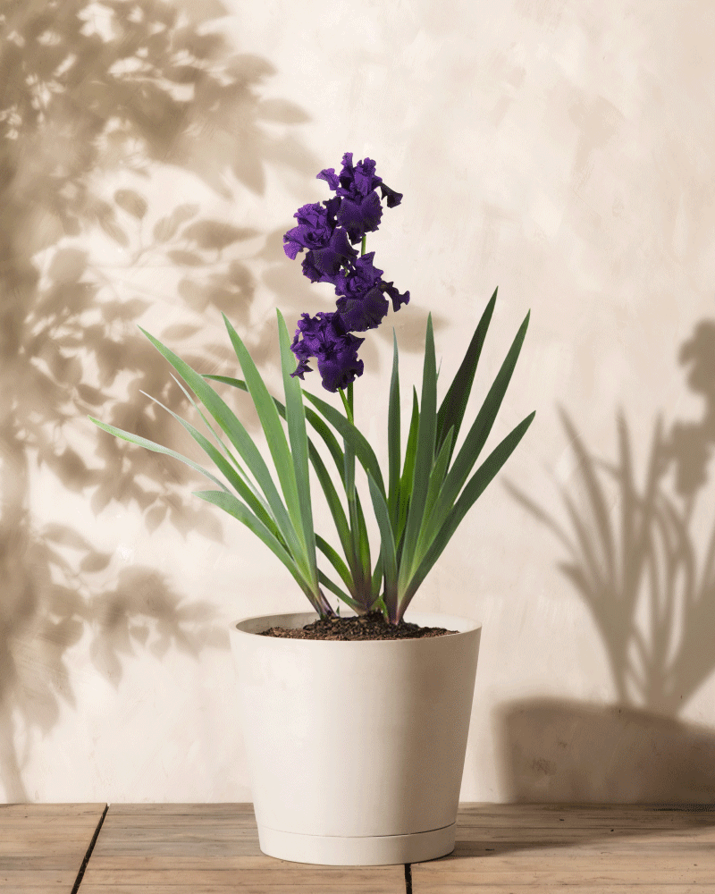 Eine Iris (violett) mit hohen grünen Blättern und leuchtend violetten Calla-Blüten steht auf einer Holzoberfläche, wirft Schatten auf eine helle Wand und verleiht der ruhigen Umgebung eine elegante Note.