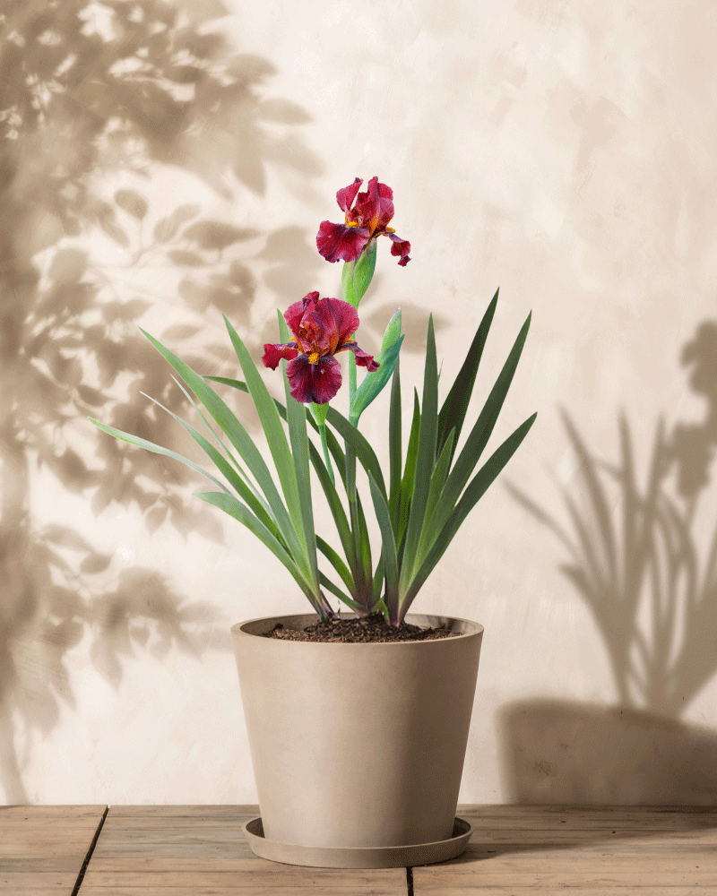 Eine Schwertlilie (rot) mit hohen grünen Blättern und leuchtend rosa Calla-Blüten steht auf einer Holzoberfläche vor einer zarten, cremefarbenen Wand. Der Schatten einer anderen Pflanze verstärkt die ruhige Szene.