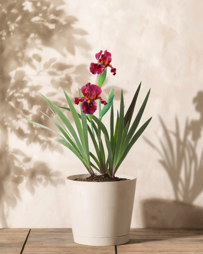 Eine Iris (rot) mit langen grünen Blättern und leuchtend rosa Blüten steht auf einer Holzoberfläche vor einer beigen Wand und wirft den kunstvollen Schatten einer anderen Pflanze.