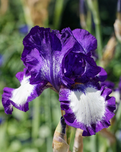 Nahaufnahme einer leuchtend violett-weißen Iris (Weiß-Violett) in voller Blüte. Ihre gekräuselten Blütenblätter und ihre komplexe Textur sind vor einem leicht verschwommenen Hintergrund zu sehen, der ihre lebendigen Farben und eleganten Details hervorhebt.