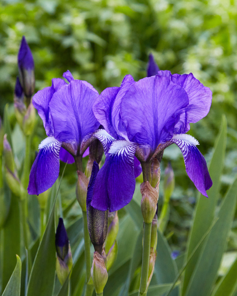 Zwei leuchtende Irisblüten (weiß-violett) mit gerüschten Blütenblättern und weißen Akzenten stehen in voller Blüte. Sie sind umgeben von grünen, speerartigen Blättern und ungeöffneten Knospen vor einem üppigen, blattreichen Hintergrund.