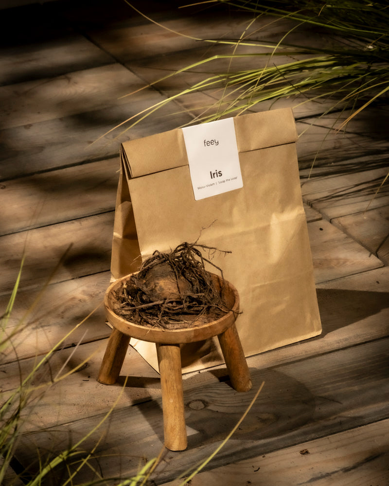 Eine braune Papiertüte mit der Aufschrift „Iris (weiß-violett)“ liegt auf einer Holzfläche. Davor steht ein kleiner Hocker mit einer Iriszwiebel, deren Wurzeln an die eleganten Blüten der Deutschen Schwertlilie erinnern. Sonnenlicht und Schatten schaffen eine rustikale Atmosphäre, im Hintergrund ist Gras zu sehen.