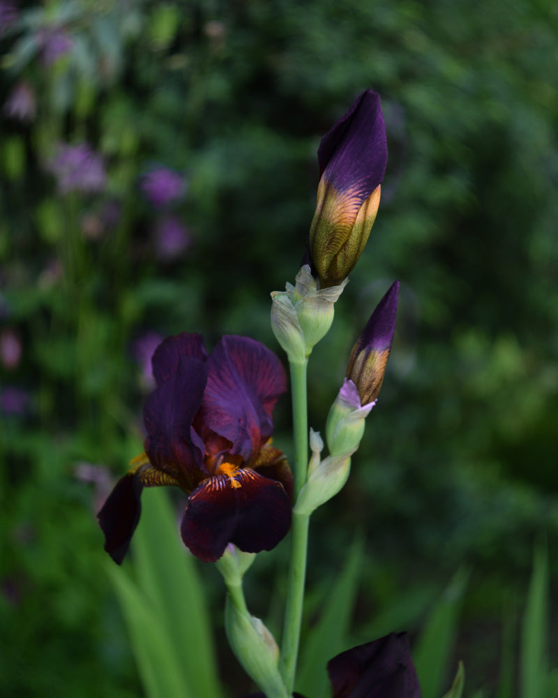 Teilweise geöffnete, reich strukturierte dunkelviolette Irisblüten (Violett) stehen vor einem verschwommenen grünen Gartenhintergrund und weisen in der Mitte einen Hauch von Gelb-Orange auf, der an die leuchtenden Farbtöne der Zantedeschia erinnert.