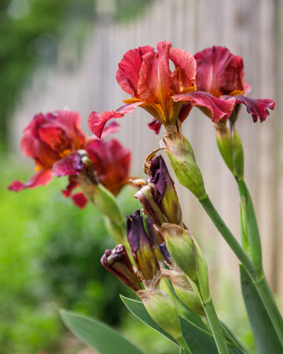 Leuchtend rote Schwertlilienblüten (Rot) mit hohen grünen Stielen und Knospen heben sich von einem verschwommenen Holzzaun und Grünpflanzen ab. Die unterstützenden Rhizome tragen zur Tiefe und Spannung der Komposition bei.