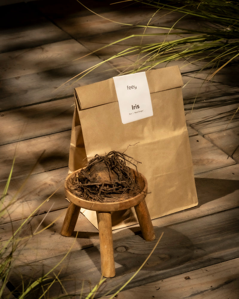 Eine braune Papiertüte mit der Aufschrift „Iris (rot)“ liegt auf einem Holzboden. Davor zeigt ein kleiner Holzhocker verschlungene Iris-Rhizome. Sonnenlicht und Pflanzenschatten verbreiten eine warme, erdige Atmosphäre.