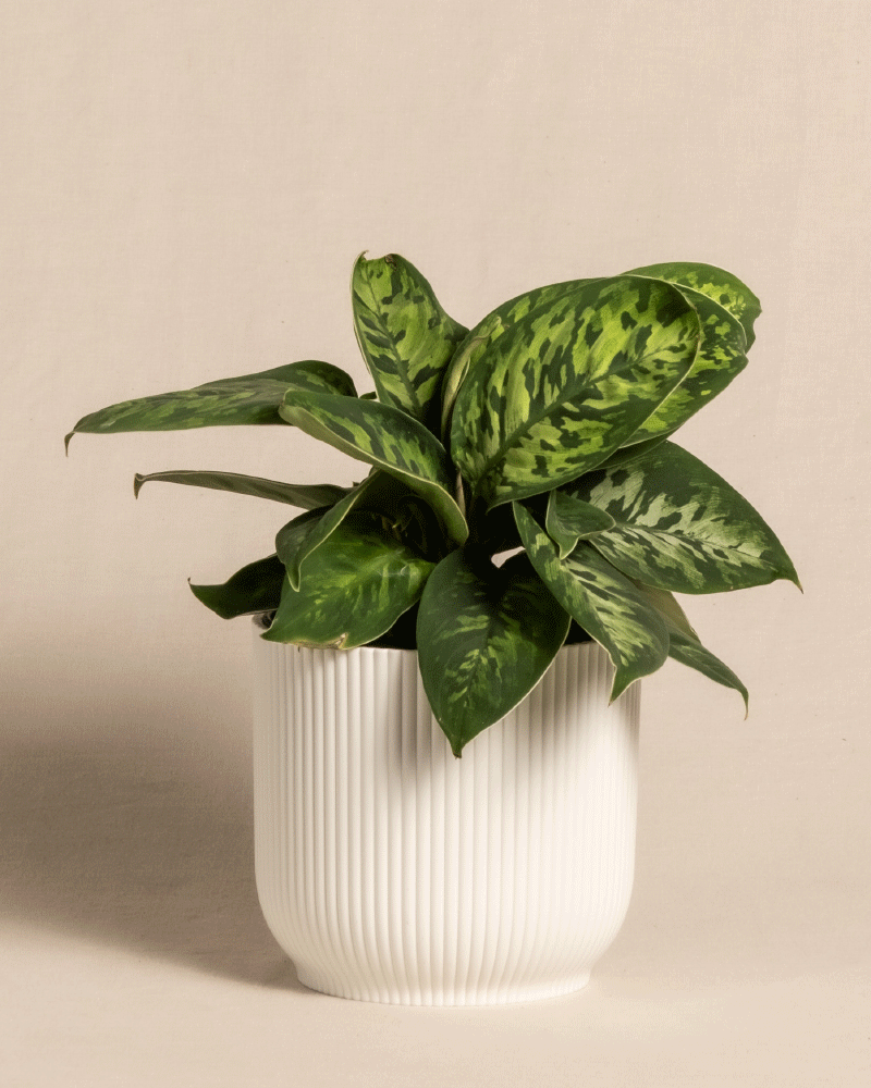 Homalomena 'Camouflage' | feey Zimmerpflanzen 🌱 – feey GmbH Homalomena 'Camouflage' | feey Zimmerpflanzen 🌱 – feey GmbH