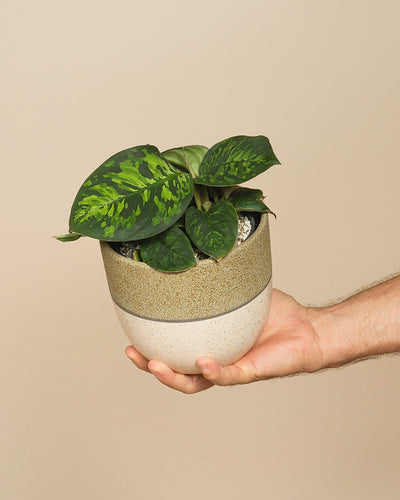 Eine Hand hält einen kleinen, runden Keramiktopf mit einer Homalomena 'Camouflage - feey', einer grünen Zimmerpflanze mit auffallend gemusterten Blättern, vor einem schlichten beigen Hintergrund.