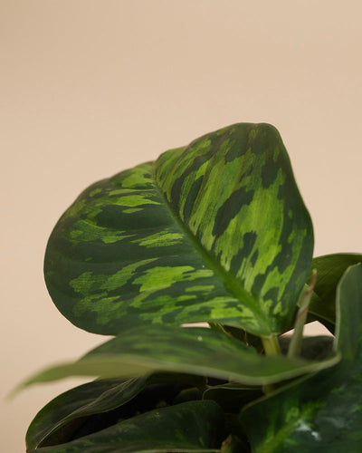 Eine Nahaufnahme der Homalomena 'Camouflage - feey', die ihre großen ovalen Blätter mit auffälliger hell- und dunkelgrüner Panaschierung vor einem einfarbig beigen Hintergrund zeigt.