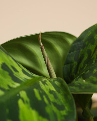 Eine Nahaufnahme der Zimmerpflanze Homalomena 'Camouflage - feey' zeigt ihr auffälliges Blattmuster und einen neuen, dicht eingerollten Trieb in der Mitte, der sich vor einem zartbeigen Hintergrund abzeichnet.