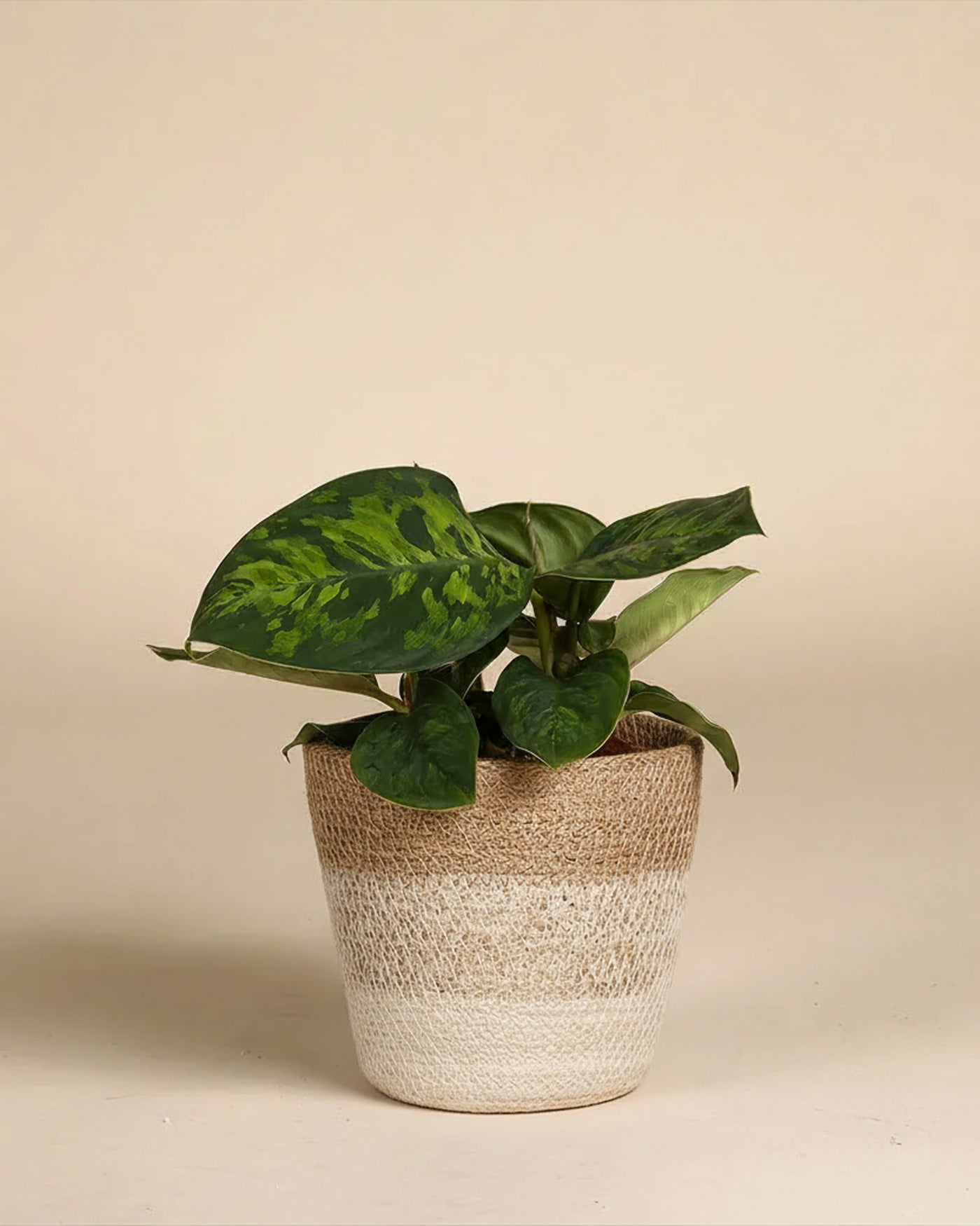 Die Homalomena 'Camouflage - feey' ist eine grünblättrige Pflanze mit bunten Blättern in einem geflochtenen beige-weißen Übertopf, der vor einem einfarbig hellbraunen Hintergrund steht.