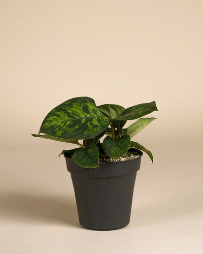 Eine kleine getopfte Homalomena 'Camouflage - feey' mit breiten, grün gemusterten Blättern in einem einfachen schwarzen Topf vor einem schlichten beigen Hintergrund.