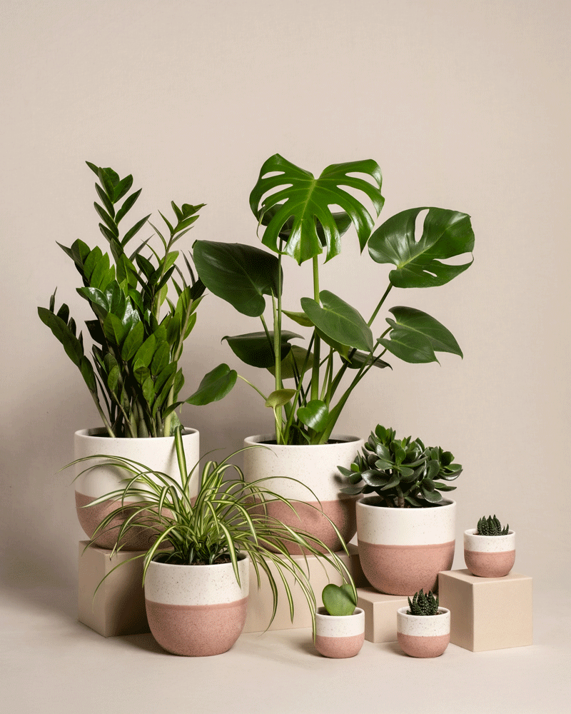 Das Homeoffice Pflanzen-Set umfasst verschiedene grüne Topfpflanzen, darunter eine auffällige Monstera, kunstvoll auf verschiedenen Ebenen arrangiert. Die Töpfe sind in Weiß und Rosa gehalten und harmonieren mit einem beigen Hintergrund. So entsteht ein minimalistischer Look für Ihr Homeoffice.