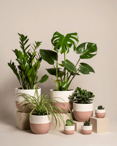 Das Homeoffice Pflanzen-Set umfasst verschiedene grüne Topfpflanzen, darunter eine auffällige Monstera, kunstvoll auf verschiedenen Ebenen arrangiert. Die Töpfe sind in Weiß und Rosa gehalten und harmonieren mit einem beigen Hintergrund. So entsteht ein minimalistischer Look für Ihr Homeoffice.