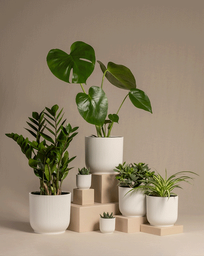 Homeoffice Pflanzen-Set