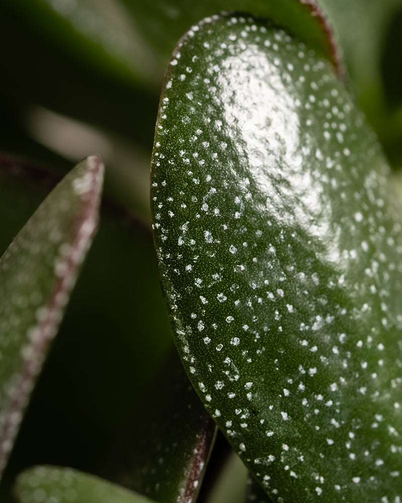Eine Nahaufnahme des Monstera-Blattes aus dem Homeoffice Pflanzen-Set zeigt eine glatte, glänzende Textur mit weißen Sprenkeln. Sein satter Grünton und die subtile Rundung, umgeben von sanft akzentuiertem Laub, machen es perfekt für Pflanzenliebhaber, die eine üppige und lebendige Homeoffice-Atmosphäre wünschen.