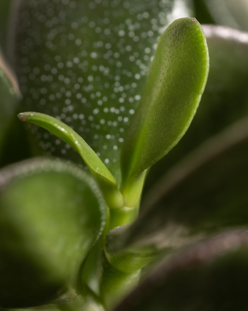 Eine Nahaufnahme zeigt eine Sukkulente mit einem Hauptblatt und einem kleineren, sprießendem Blatt, die an die üppige Schönheit der Monstera erinnert. Glatt und glänzend, akzentuieren winzige weiße Sprenkel den Hintergrund. Die Beleuchtung betont die grünen Texturen – perfekt für Ruhe in Ihrem Homeoffice mit dem Homeoffice Pflanzen-Set.