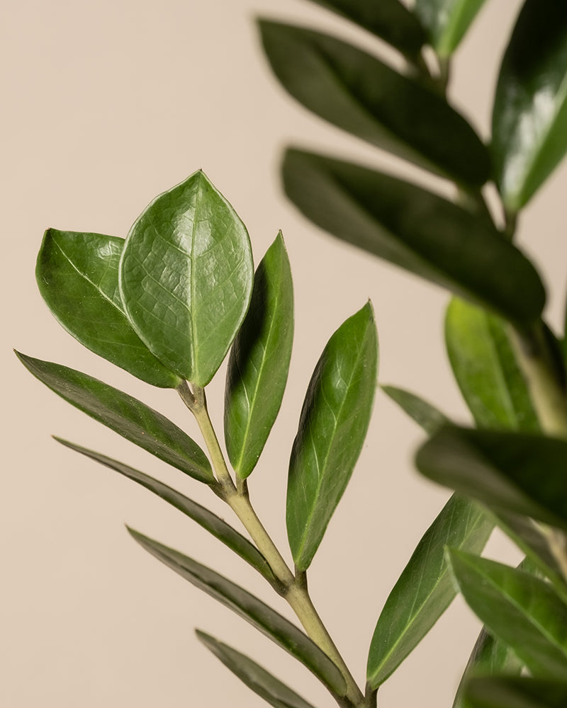 Eine Nahaufnahme üppiger Monstera-Blätter aus dem Homeoffice Pflanzen-Set ruht auf einem hellbeigen Hintergrund. Ihre glatte, glänzende Oberfläche mit markanten Adern sorgt für eine frische Atmosphäre, wobei der schlichte Hintergrund das grüne Laub wunderschön hervorhebt.