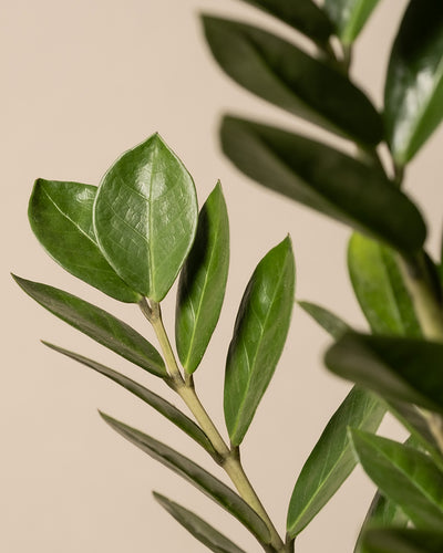 Eine Nahaufnahme üppiger Monstera-Blätter aus dem Homeoffice Pflanzen-Set ruht auf einem hellbeigen Hintergrund. Ihre glatte, glänzende Oberfläche mit markanten Adern sorgt für eine frische Atmosphäre, wobei der schlichte Hintergrund das grüne Laub wunderschön hervorhebt.