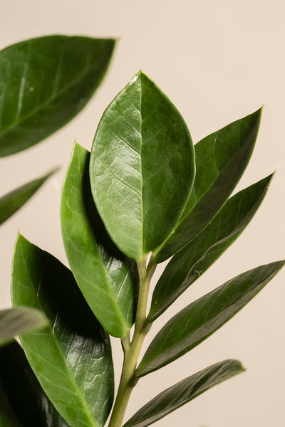 Nahaufnahme eines Monstera-Pflanzenzweigs mit glänzend dunkelgrünen Blättern vor beigem Hintergrund. Die elliptischen Blätter sind wechselständig angeordnet und eignen sich daher perfekt für das Homeoffice-Pflanzen-Set.